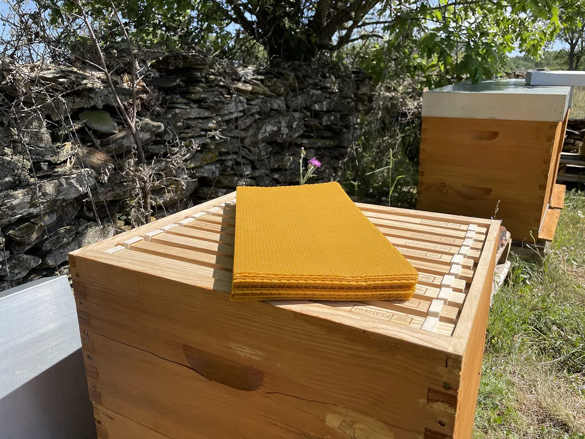 Vela de Miel de Abeja Natural. Velas de Cera de Abeja Pura (Pack de 16 velas 20 cm x 2,4 cm) - SIN PARAFINA - 100% Artesanal,Origen Sierra de La Culebra y Sanabria (Zamora) España.
