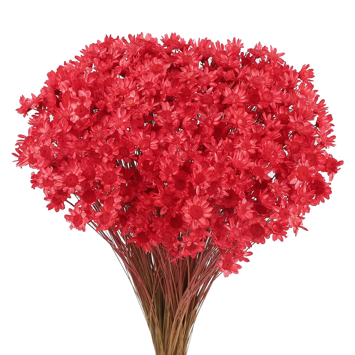 300 Piezas Flores Secas Brasileñas Flores Mini Flores Secas Naranja Flores Naturales de Gypsophila del Hogar Pequeña Estrella Decorativas (Rojo)