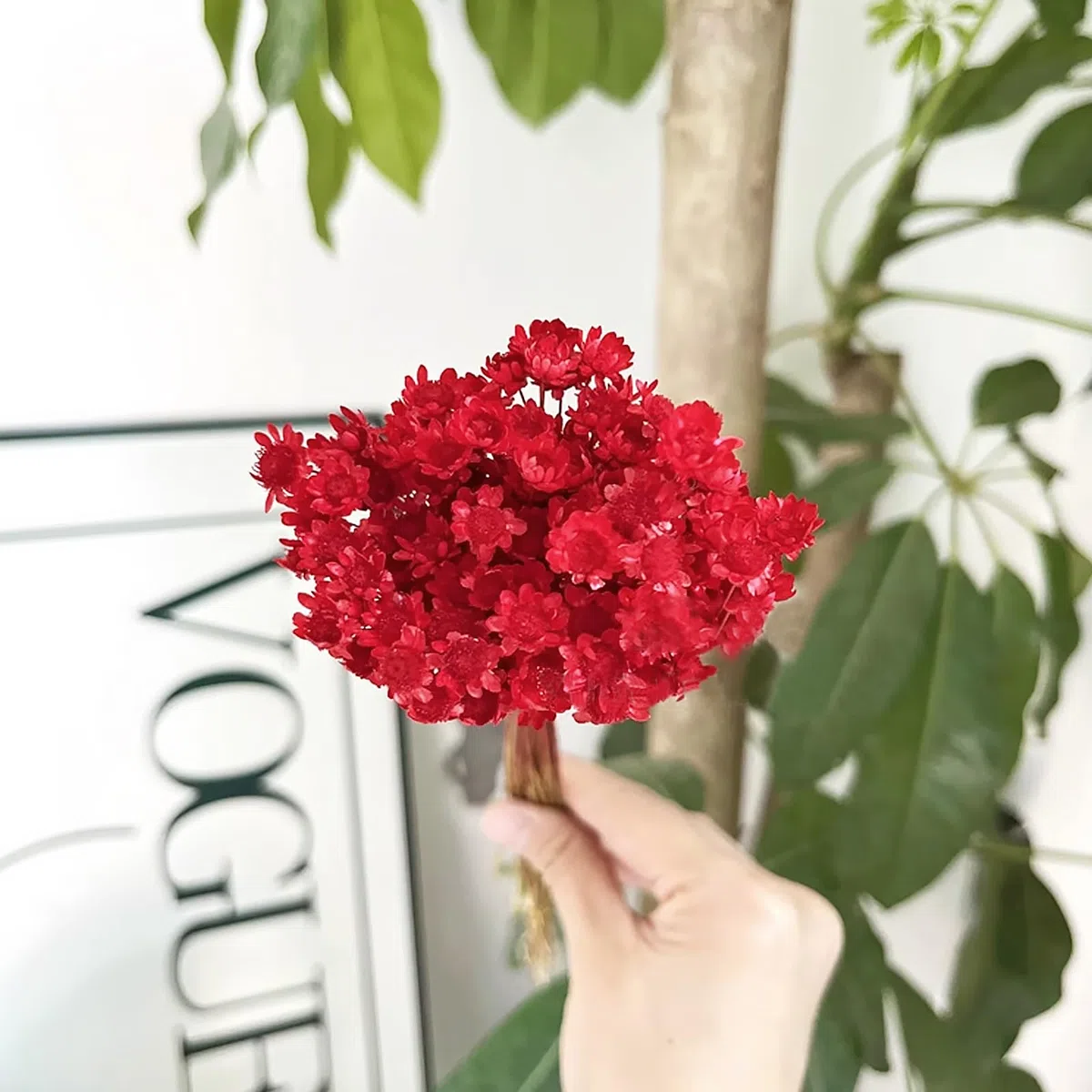 300 Piezas Flores Secas Brasileñas Flores Mini Flores Secas Naranja Flores Naturales de Gypsophila del Hogar Pequeña Estrella Decorativas (Rojo)