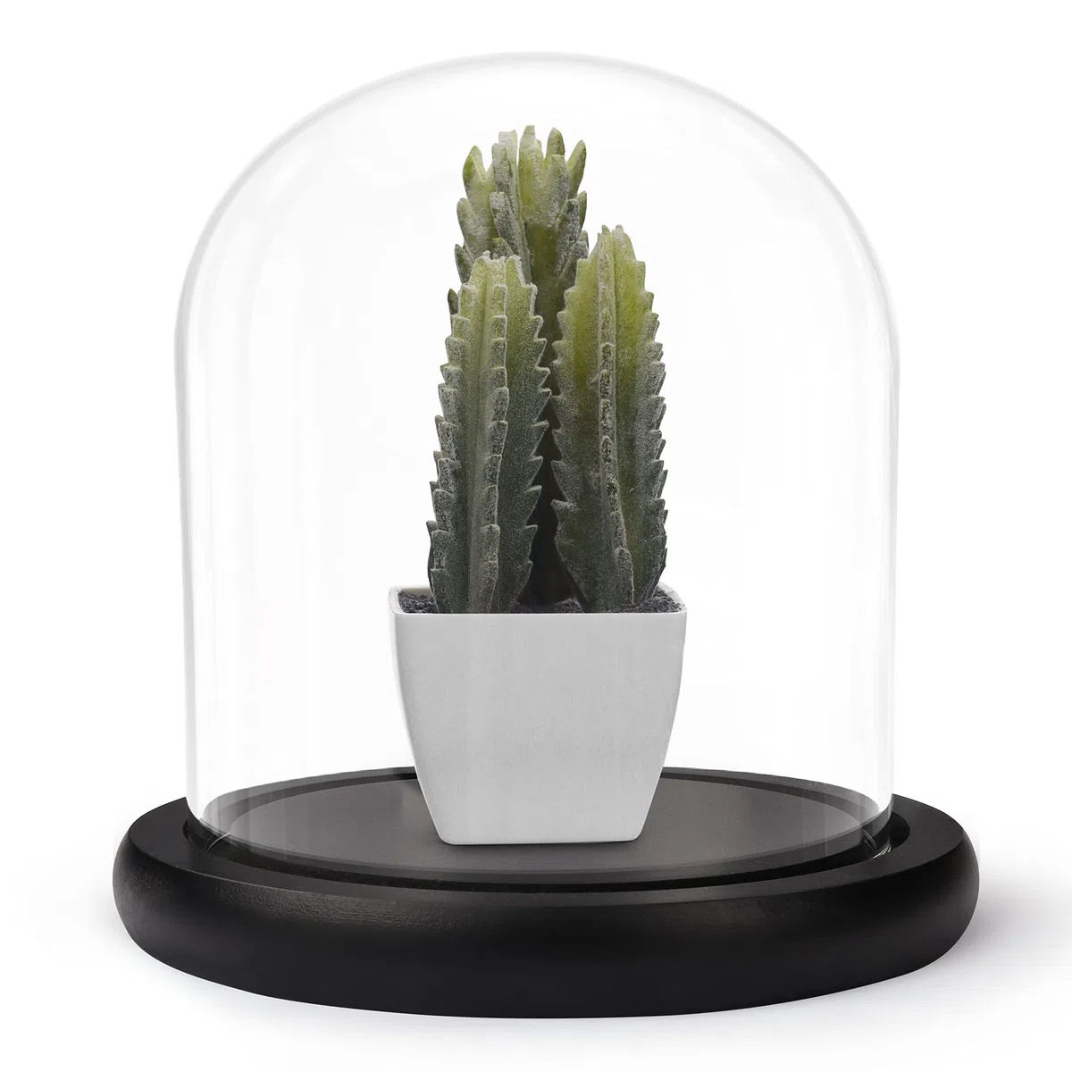 Belle TE 10 cm Campana de Cristal con Base Negra de Madera – Mini Campana de Cristal Transparente para Luces, Plantas, decoración de Mesa