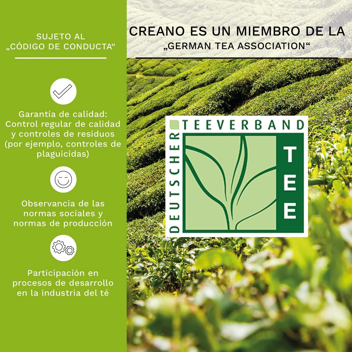 Creano Flores de Té Verde 6 uds en Caja Corazón con Tetera de Vidrio 500ml Antigoteo – 6 Variedades – Regalo Romántico para Ella