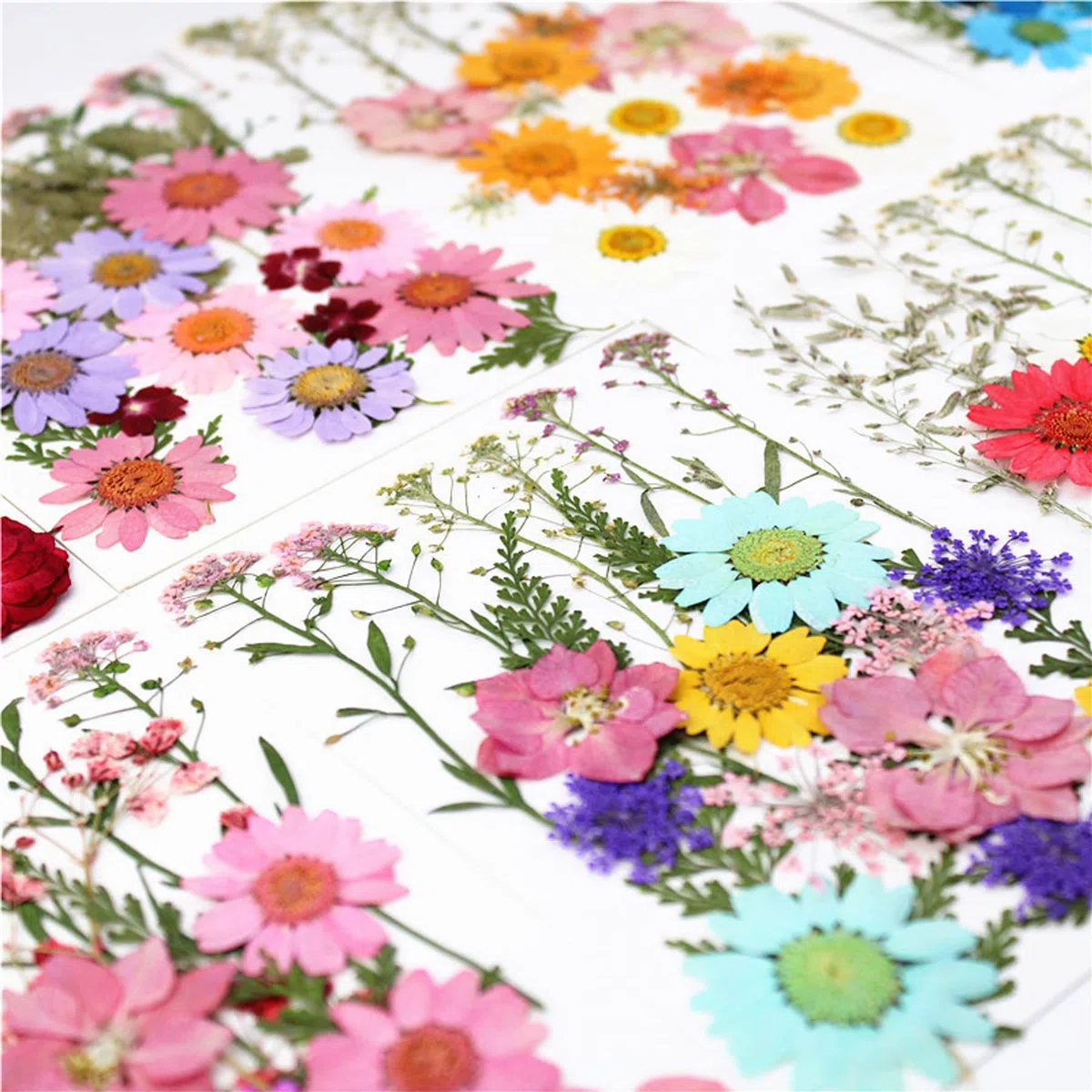 Cayway 173 Pz Naturales Flores Prensadas Secas, Hojas Prensadas Secas Naturales con Pinzas, Flores Secas Reales para Resina para Resina Scrapbooking, Joyería de Resina Epoxi