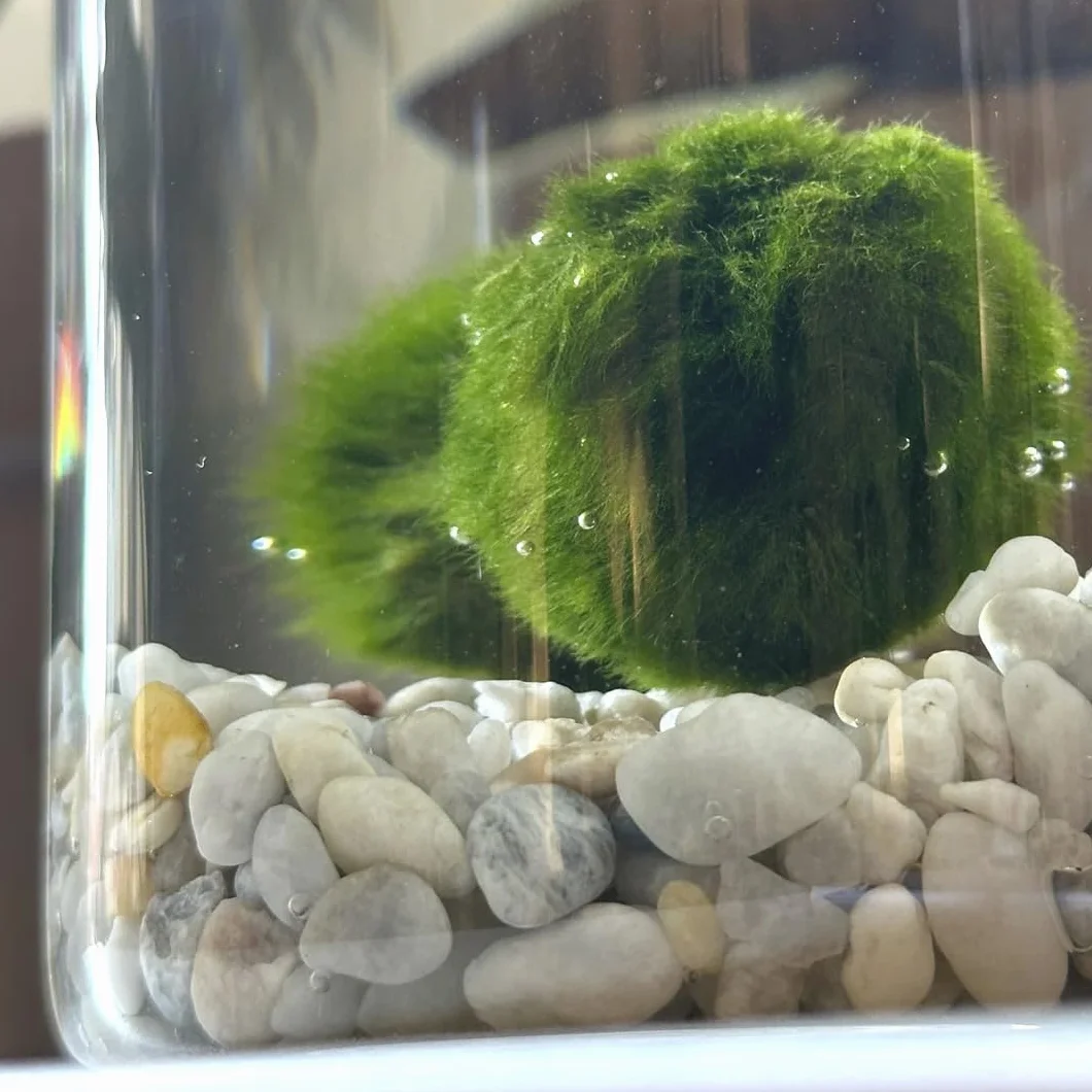La felicidad está en las pequeñas cosas. Marimo original individual en jarrón de cristal con tapón de corcho y ideograma, de fabricación artesanal, fondo rosa natural, fabricado en Italia