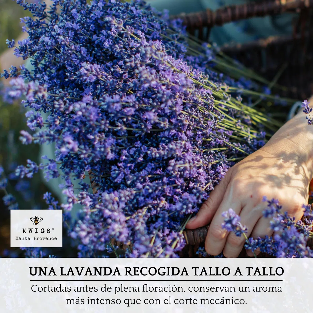 Bolsitas de Lavanda para Armarios - 12 Saquitos de Lavanda Seca Natural de Provenza sin OGM, en Yute Forrado y Rellenos a Mano - para Ropa, Cajones, Armarios - Flores de Provenza – Nueva Cosecha
