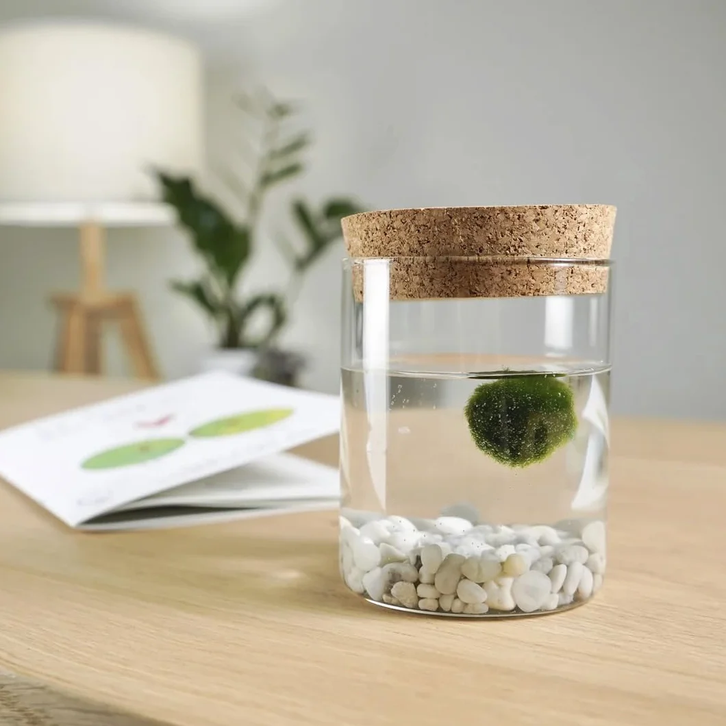 La felicidad está en las pequeñas cosas. Marimo original individual en jarrón de cristal con tapón de corcho y ideograma, de fabricación artesanal, fondo rosa natural, fabricado en Italia