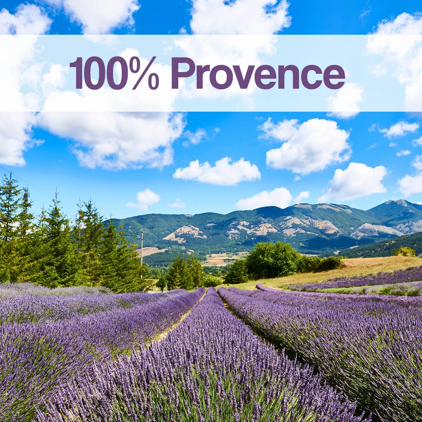 OLILLY - Cosecha 2025 - Flores de Lavanda secas de Provenza (Lavandin Grosso, 500 Gramos)