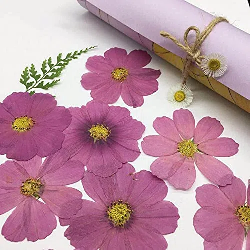120 piezas de flores secas prensadas de color morado natural Cosmos Bipinnata Cav. para postal, marco de fotos, joyería, marcapáginas, manualidades, accesorios de bricolaje (HT202110788