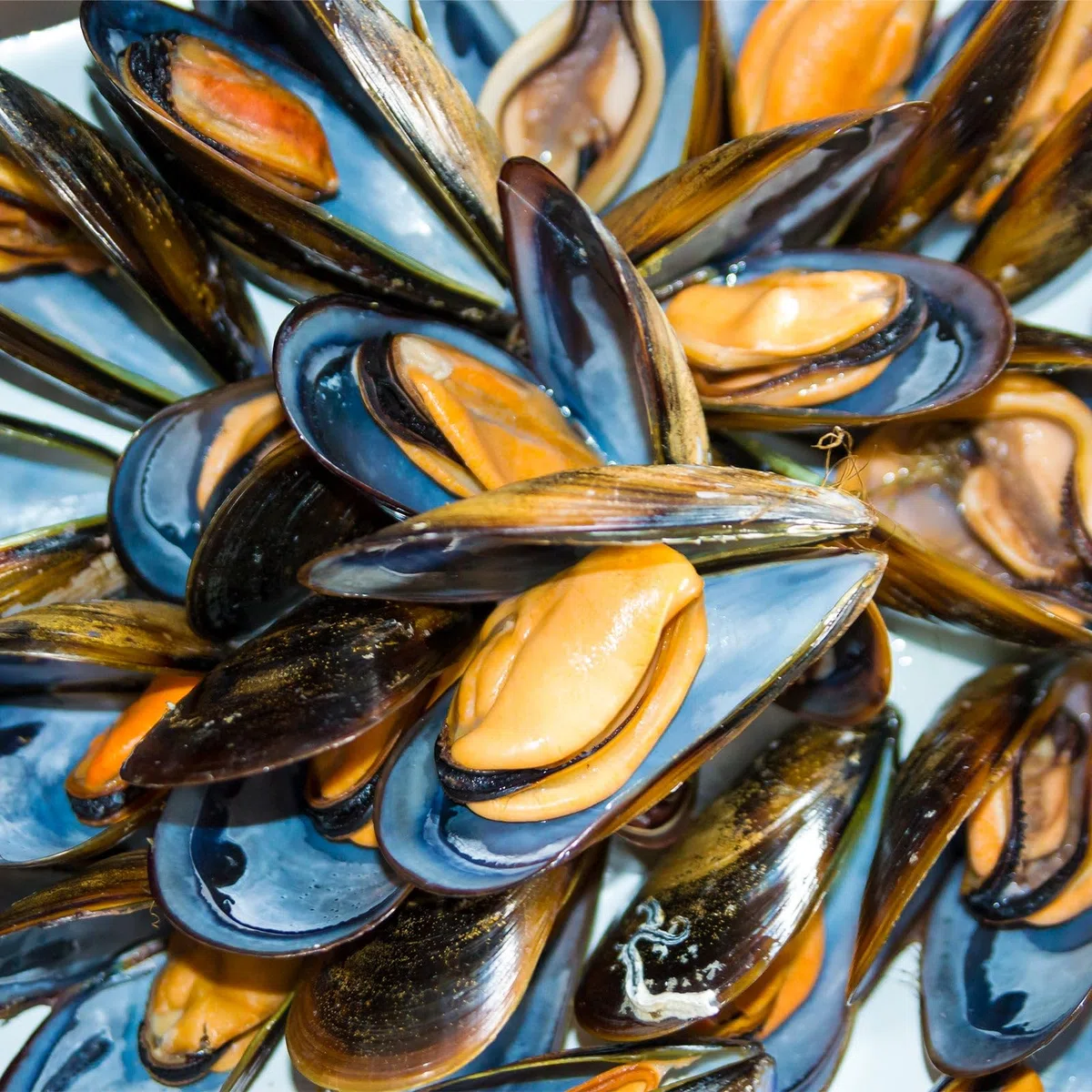 IBILI - Olla para mejillones negra, 22 cm, Acero esmaltado, Apta para induccion