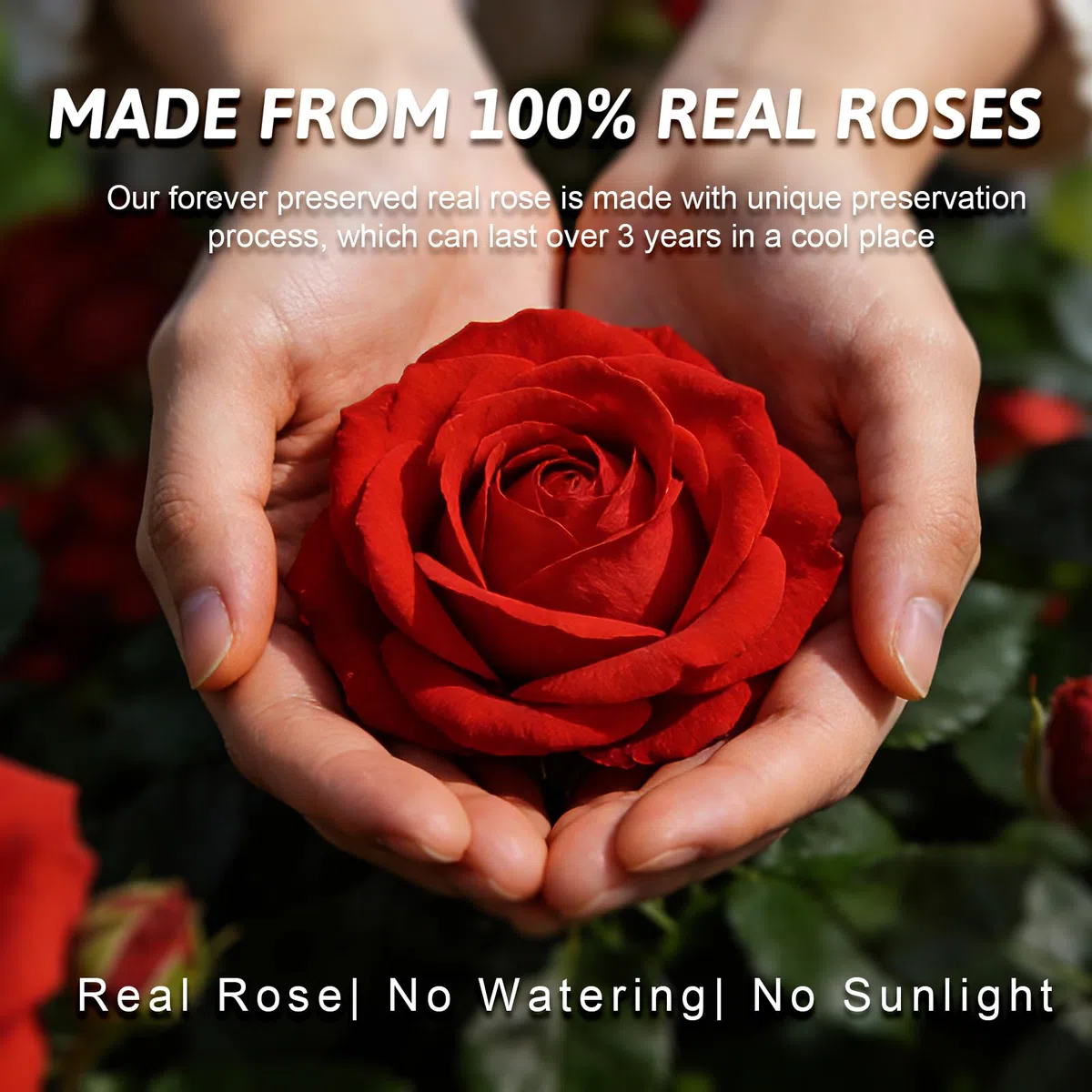 Yamonic Rosa Eterna Regalo Mujer,Rosa Eterna Natural Preservada con Figura Ángel Regalo para Mama, Flores Preservadas Regalos Cumpleaños Mujer Abuela,Regalos Originales Navidad Dia de la Madre