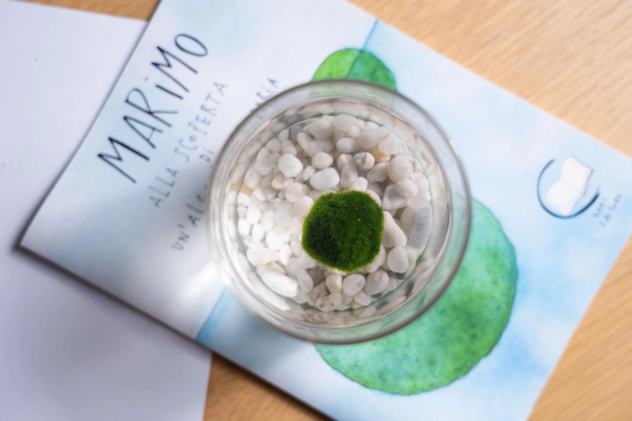 La felicidad está en las pequeñas cosas. Marimo original individual en jarrón de cristal con tapón de corcho y ideograma, de fabricación artesanal, fondo rosa natural, fabricado en Italia