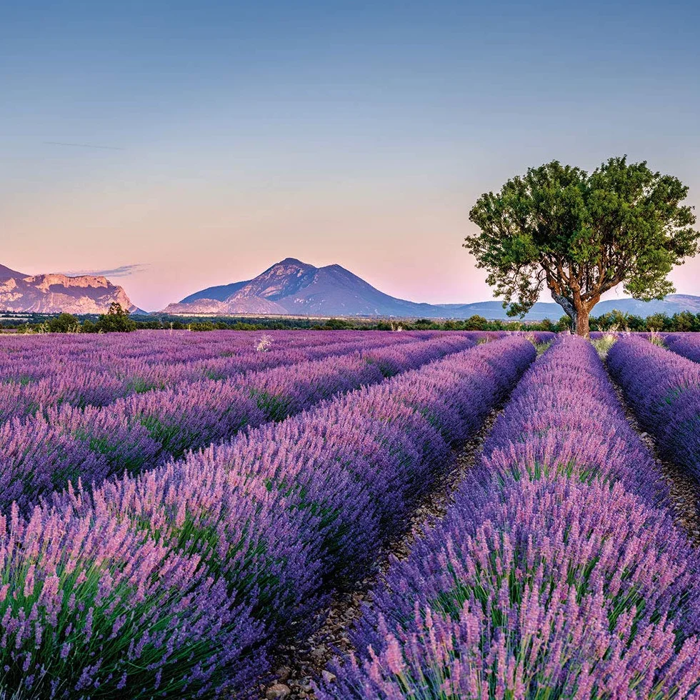 OLILLY - Cosecha 2025 - Flores de Lavanda secas de Provenza (Lavandin Grosso, 500 Gramos)